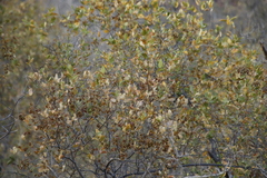 Combretum