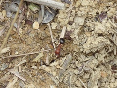 Formica exsectoides