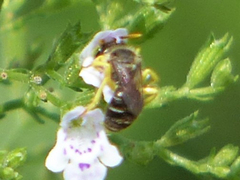Calliopsis andreniformis