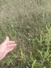 Panicum philadelphicum philadelphicum