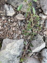 Ludwigia peploides glabrescens