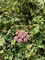 Chaerophyllum rubellum