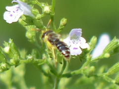 Calliopsis andreniformis