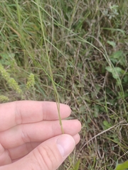 Panicum philadelphicum philadelphicum
