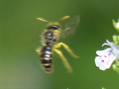 Calliopsis andreniformis
