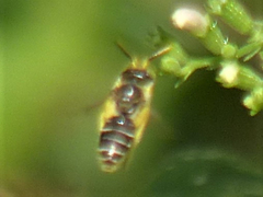 Calliopsis andreniformis