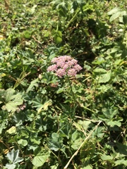 Chaerophyllum rubellum