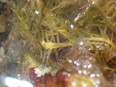 Polyopes lancifolius