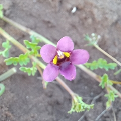 Diascia capensis