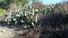 Opuntia littoralis