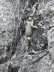 Sceloporus poinsettii