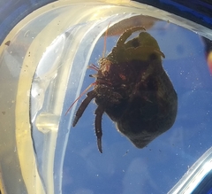 Clibanarius erythropus