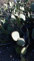 Opuntia littoralis