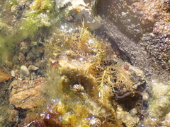 Polyopes lancifolius