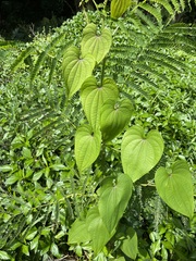 Dioscorea bulbifera
