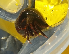 Clibanarius erythropus