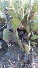 Opuntia littoralis