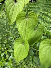Dioscorea bulbifera