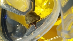 Clibanarius erythropus