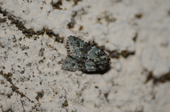 Lacinipolia