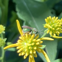 Augochloropsis metallica