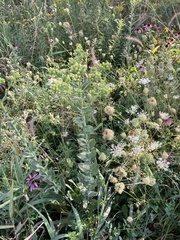 Solidago rigida