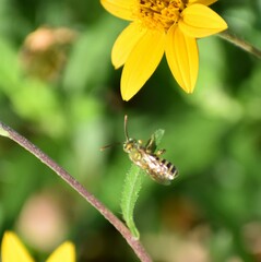 Agapostemon