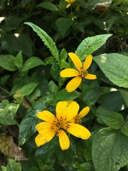 Bidens rubifolia