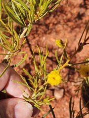 Acacia
