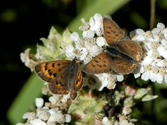 Tharsalea dorcas sangremar