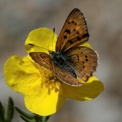 Tharsalea dorcas sangremar