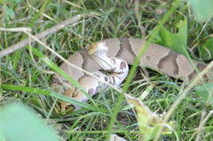 Agkistrodon contortrix