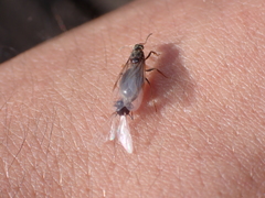 Lasius