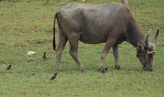 Acridotheres fuscus