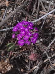 Abronia umbellata
