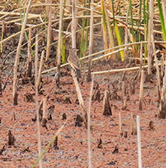 Hymenops perspicillatus