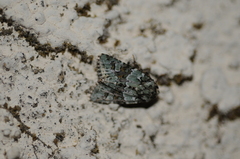 Lacinipolia