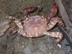 Pachygrapsus marmoratus