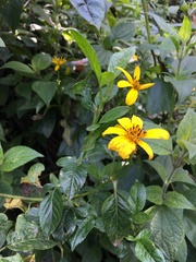 Bidens rubifolia
