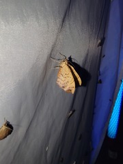 Eulithis diversilineata