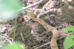 Agkistrodon contortrix