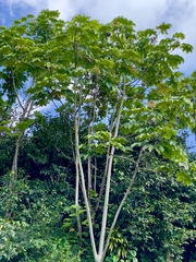 Cecropia peltata