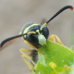 Eumenes