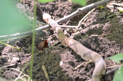 Agkistrodon contortrix