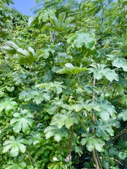 Cecropia peltata