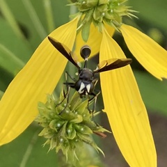 Physocephala tibialis