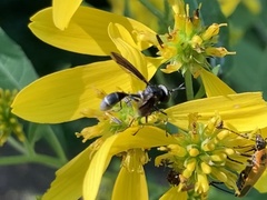 Physocephala tibialis