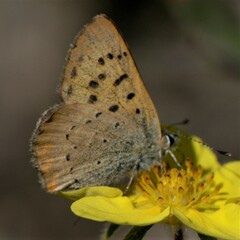 Tharsalea dorcas sangremar