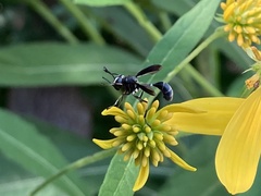Physocephala tibialis