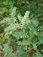 Vicia cassubica